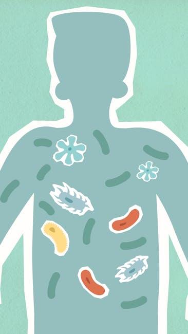 Microbiome Magic: How Your Gut Flora Influences Weight Loss