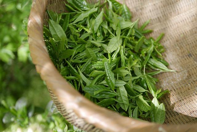 How‌ Green ⁣Tea Extract Influences Metabolic Processes