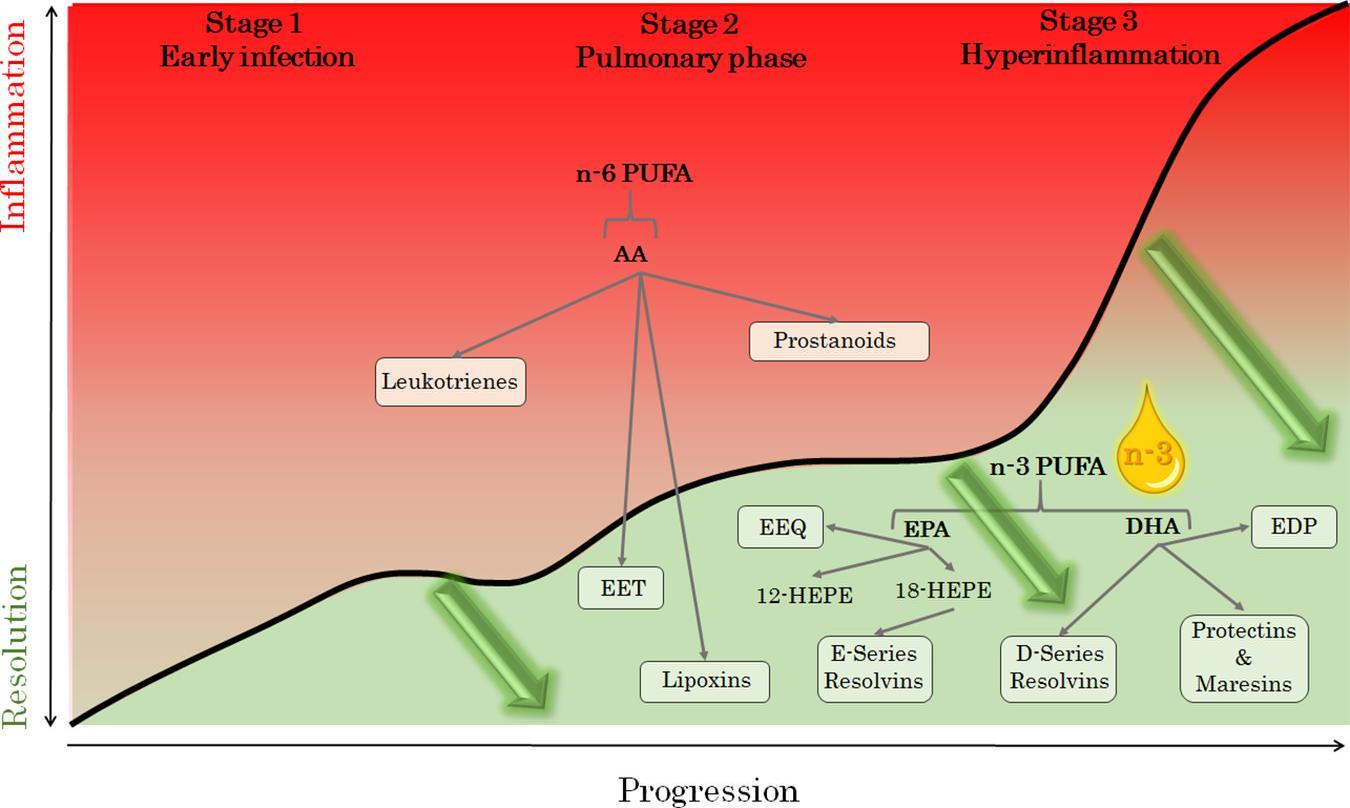 Understanding Omega-3s: Natures Anti-Inflammatory Warriors