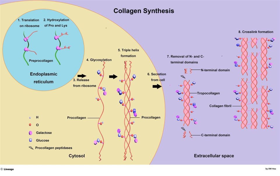 Understanding collagen’s role in supporting metabolism and skin health