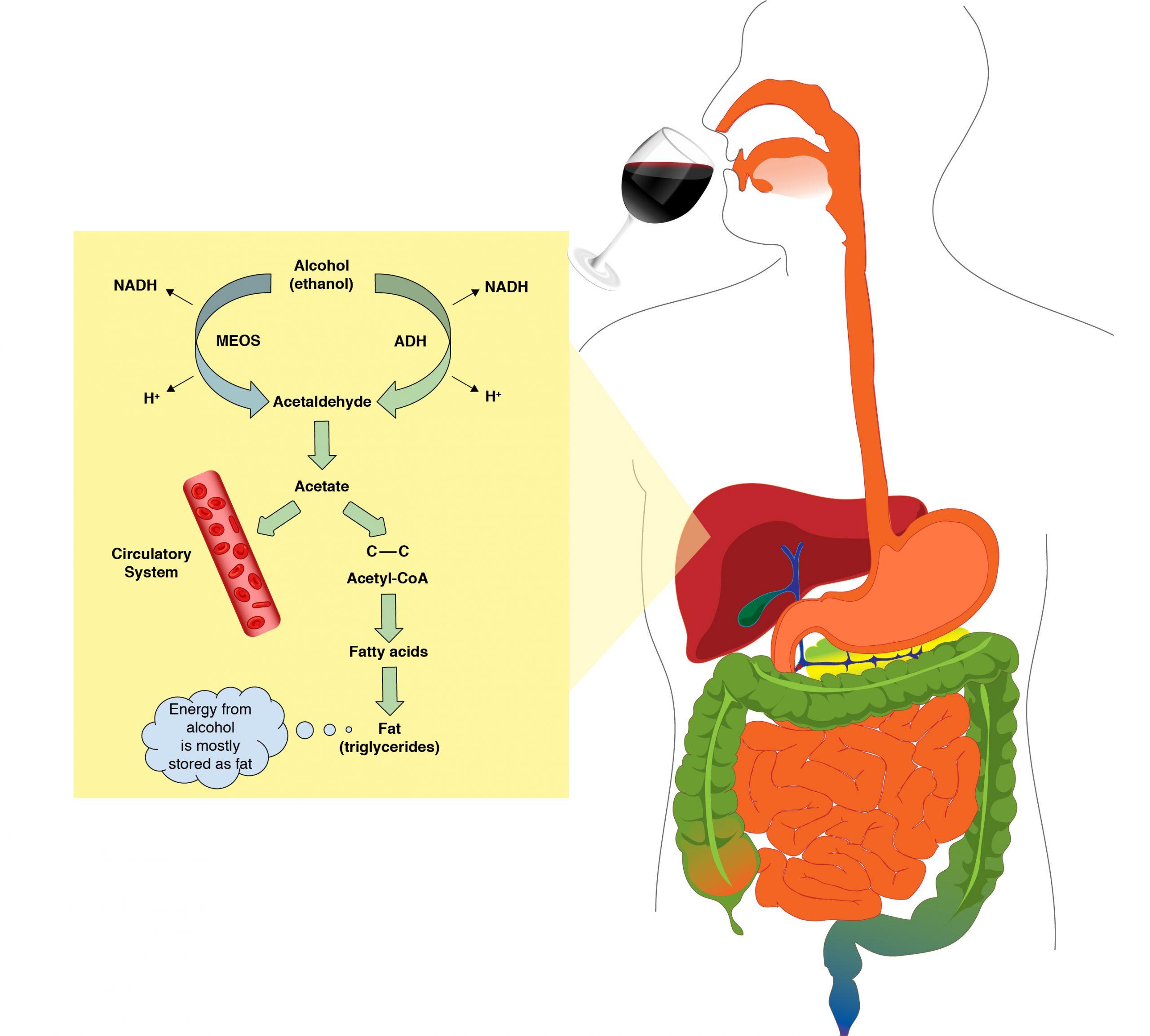 Metabolism in Motion: How Alcohol Alters Your Bodys Fat-Burning Ability