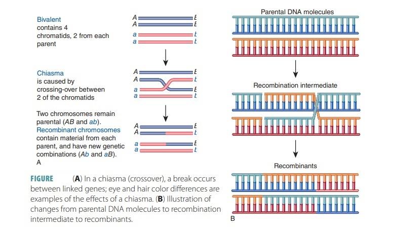 Decoding Success: How Genetic Variations Affect Diet and Exercise Outcomes